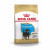 Royal Canin Rottweiler - Puppy-Hondenvoer - 3 kg