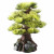 Aqua Della Bonsai Boom - Aquarium - Ornament - 15 cm M
