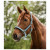 Waldhausen Halter Mesh Korenblauw - Paardenhalster - Pony