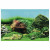 Superfish Deco Poster - Aquarium - Ornament - 120X49 cm Aquascape Plant