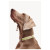 Dogguo Collar Groen&Roze - Hondenhalsband - L Grote Honden