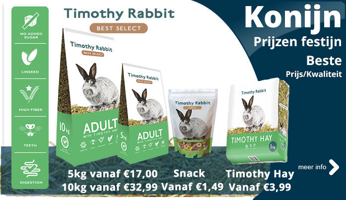 Timothy Rabbit