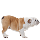 gevogelte Merchandising Bezwaar Engelse Bulldog Halsbanden
