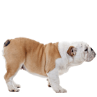 Bulldog Halsbanden